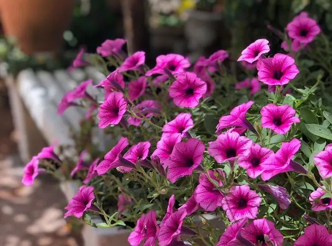 Bed & Breakfast Anna Wunderbar Casamicciola Terme