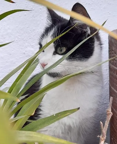 Anna Wunderbar Casamicciola Terme